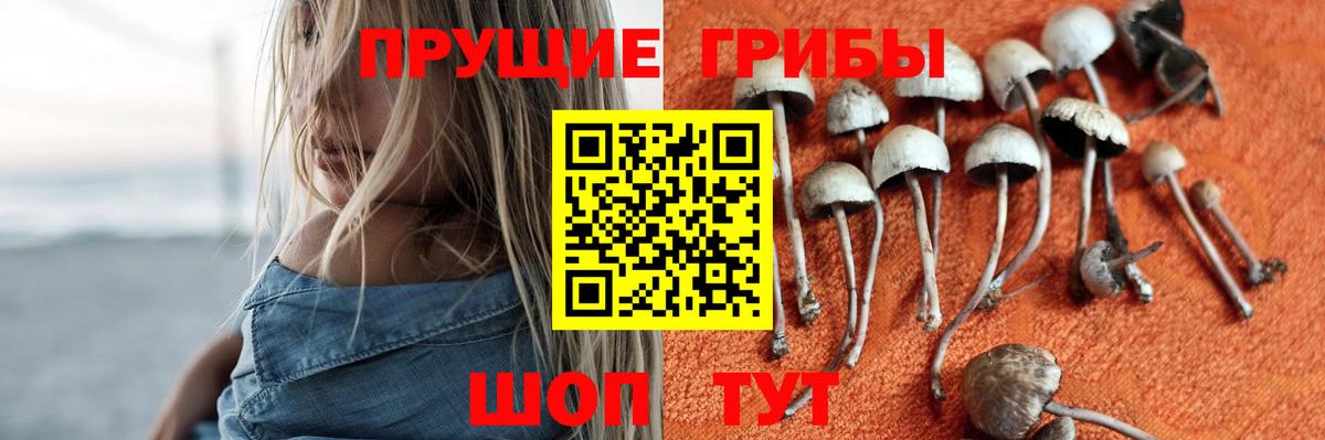 Видное  Галлюциногенные грибы прущие грибы  Псилоцибиновые грибы GOLDEN TEACHER  Вход с VPN 